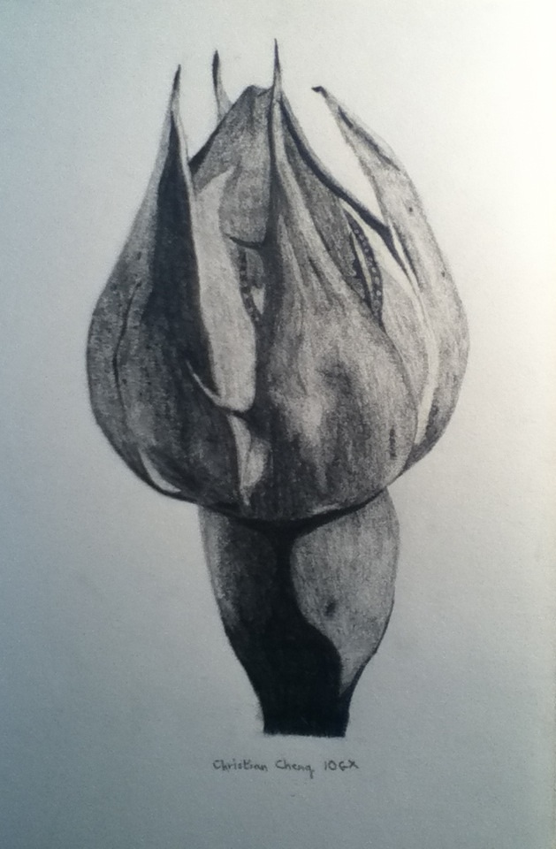 629x960 Flower Bud Drawing By Christianchengart