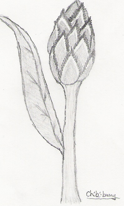 397x660 Flower Bud By Chibi Bunny