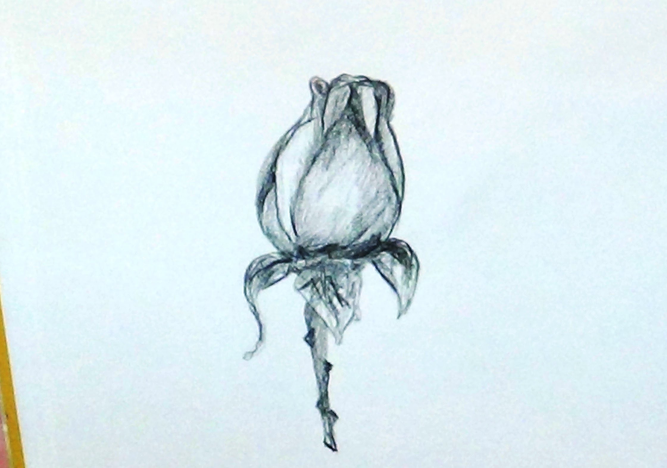 2241x1574 How To Draw A Rose Bud With Stem For Beginners