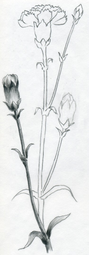 376x1071 How To Draw Carnation