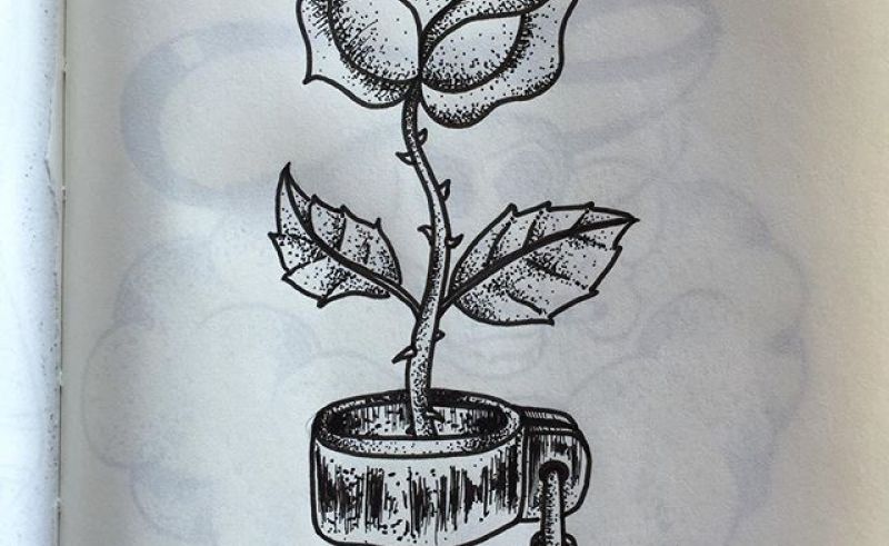 800x491 Drawing Rose Flower Chain Gardening Flower And Vegetables