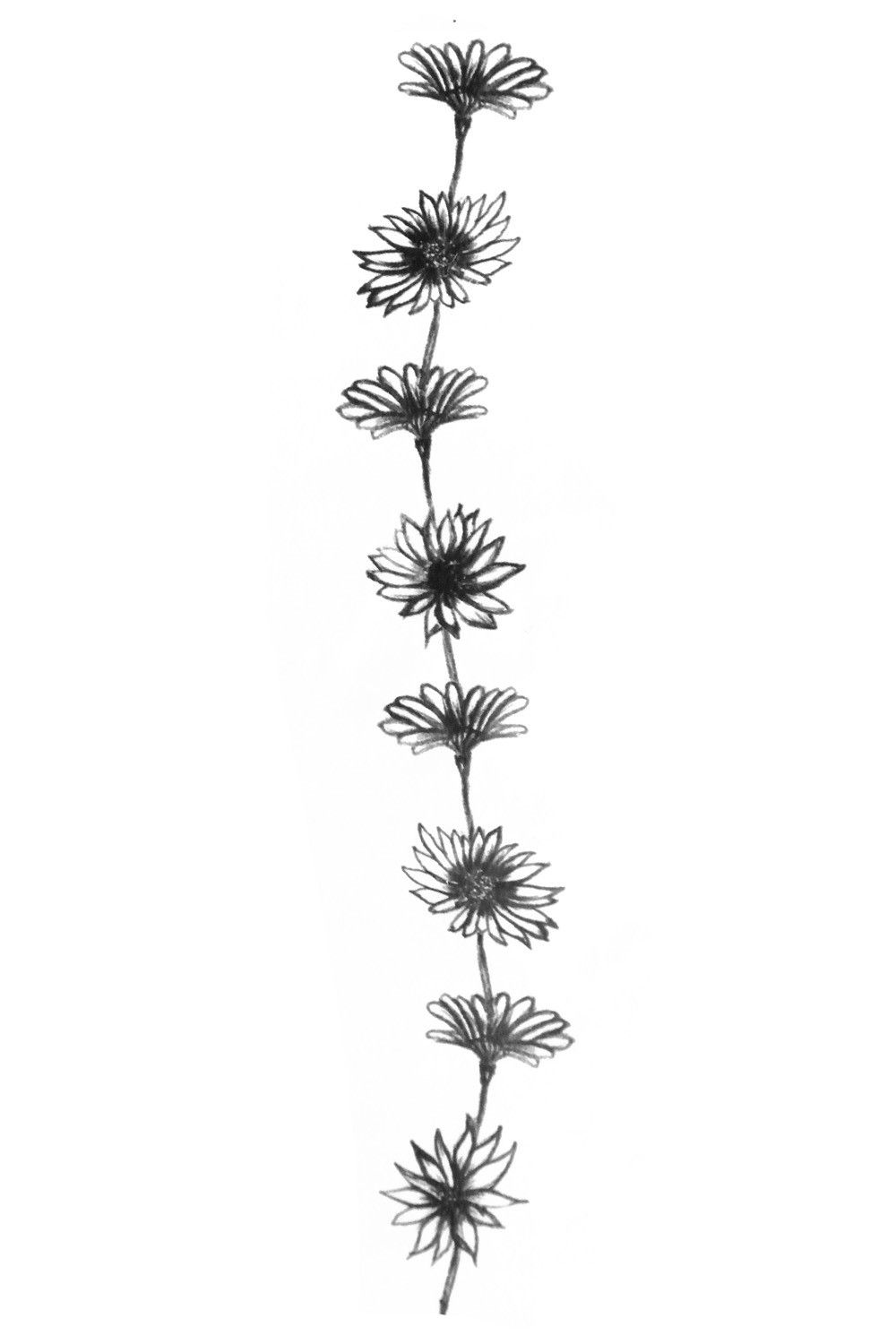 1000x1500 Daisy Chain Drawing