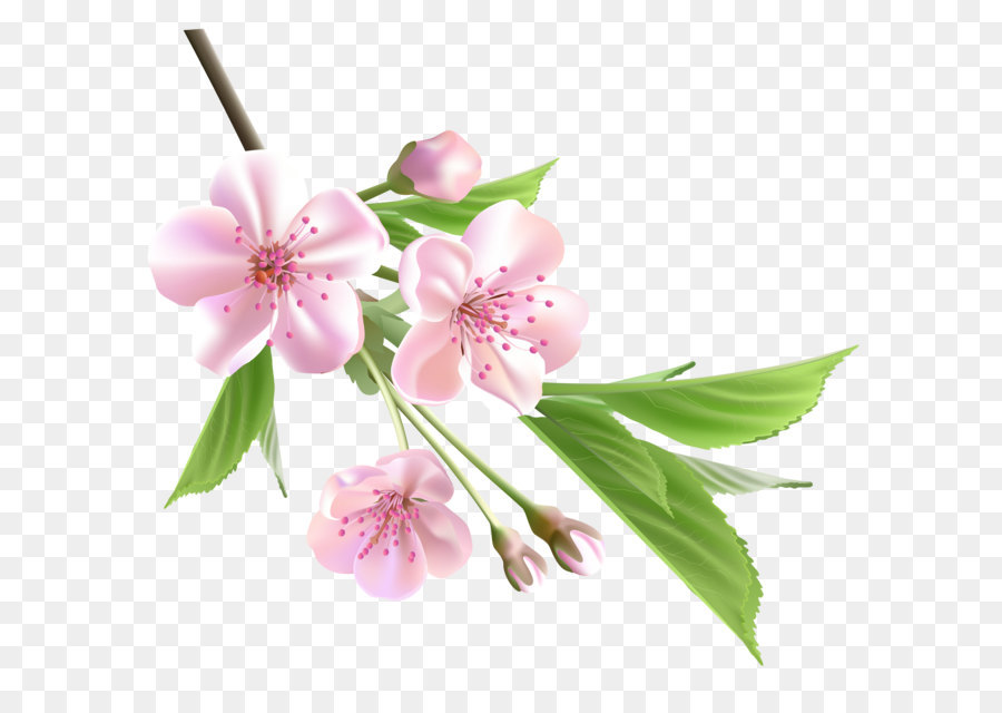 900x640 Flower Drawing Tree Clip Art