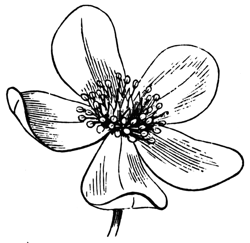1024x997 Clip Art Drawings Anemone Flower Clipart Etc Drawer Ings