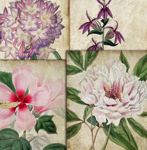 570x581 Vintage Old Botanical Plants Flowers Hand Drawing, Digital Paper