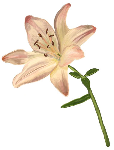 381x500 How To Draw A Lily Flower