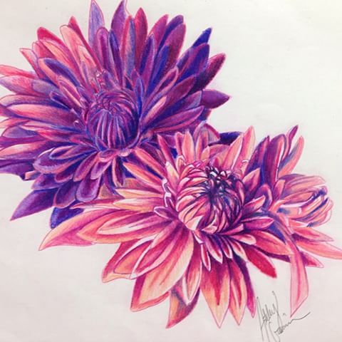 480x480 Tattoo Design Chrysanthemum