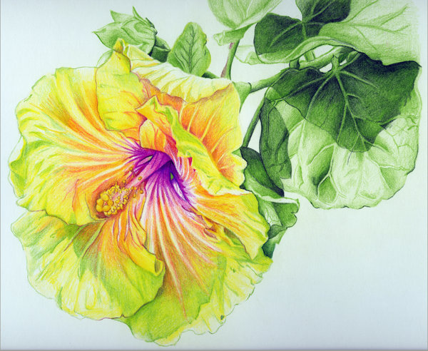 600x492 Georgia's Pearl Hibiscus Colored Pencil Drawing By