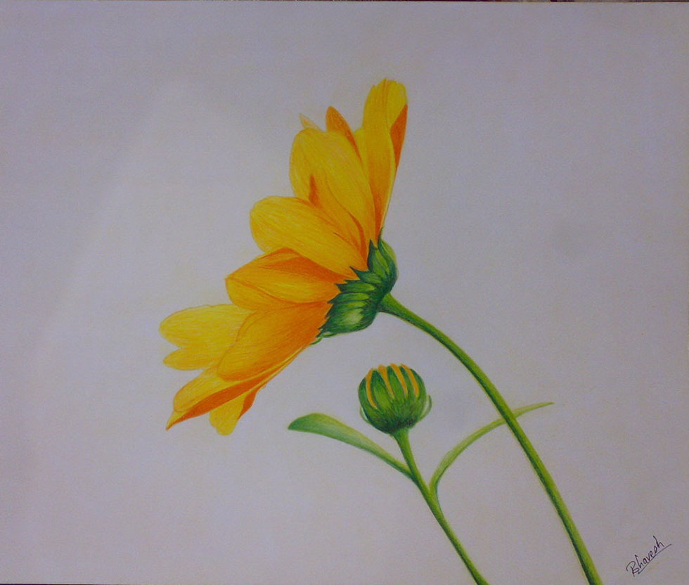 980x832 Hd Wallpapers Of Colour Pencil Sketch Of Flowers Drawing Flowers