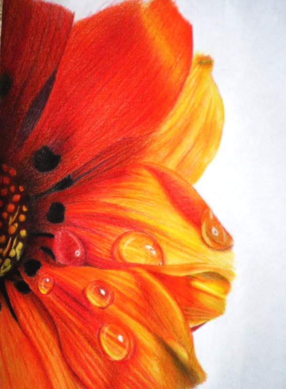 587x800 35 Beautiful Flower Drawings And Realistic Color Pencil Drawings