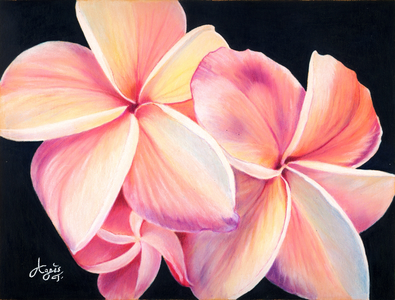 790x600 Plumeria Flowers, X Posted On Colored Pencil