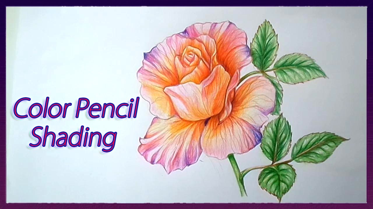 1280x720 Realistic Color Pencil Shading Tutorial Of Rose Flowers Drawing