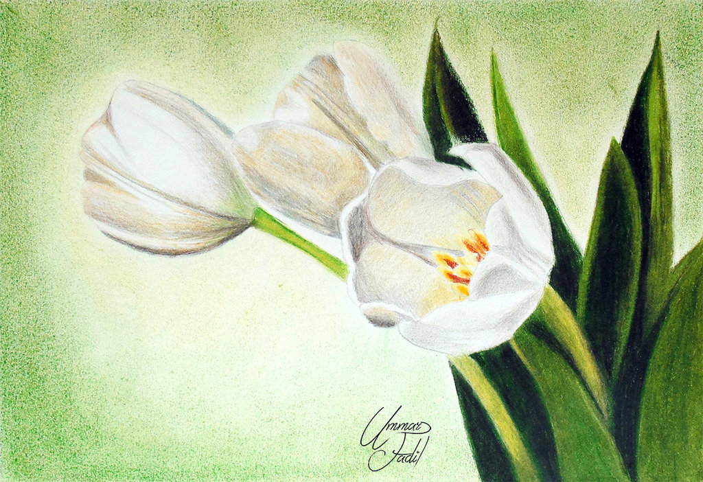 1024x702 White Tulip Flowers