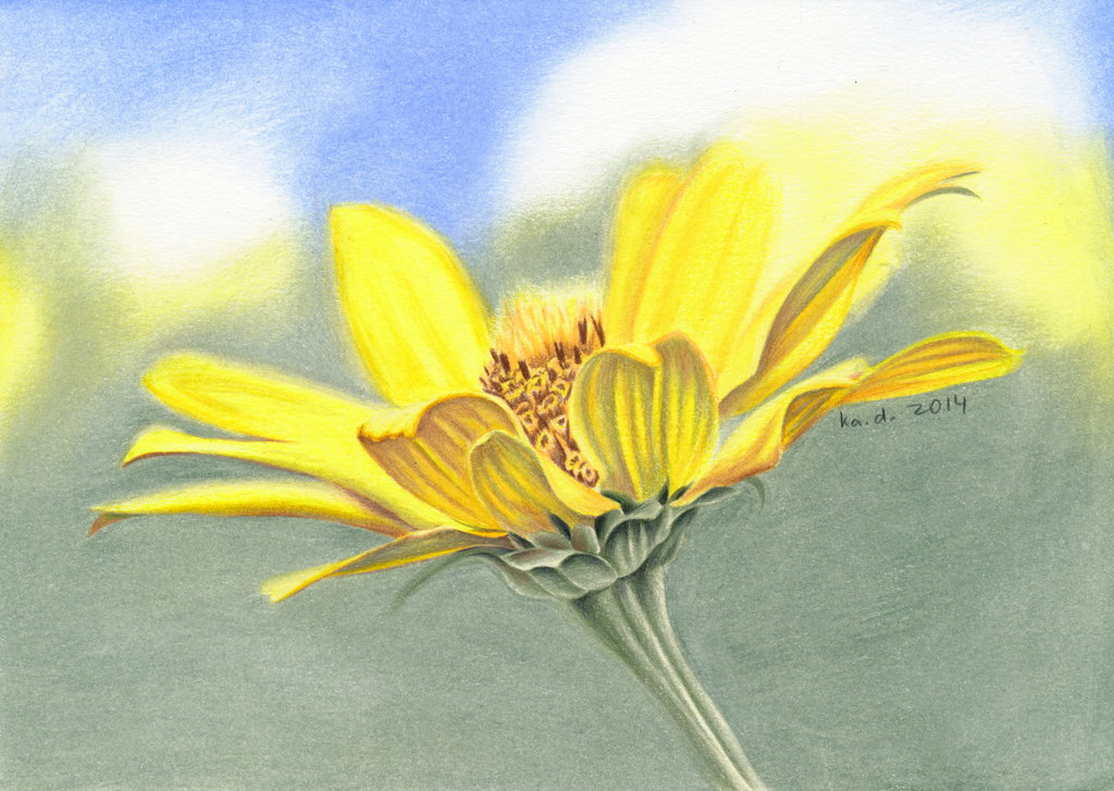 1024x727 Wild Flower