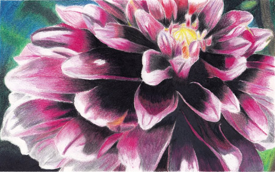 900x565 Colored Pencil Flower. By Megan Renee