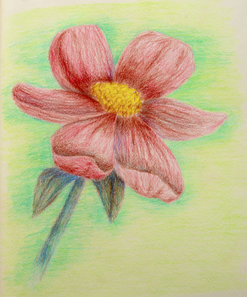851x1024 Drawing Flowers Colored Pencils