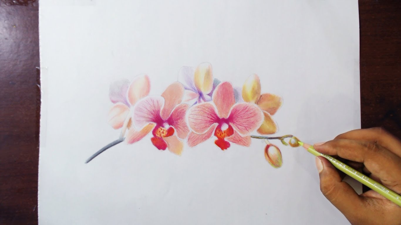 1366x768 Drawing Orchids