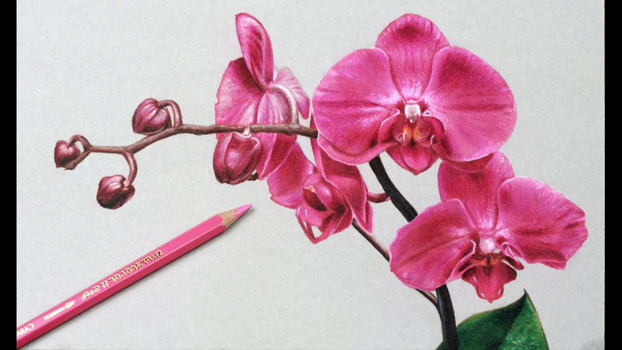 Flower Color Pencil Drawing at GetDrawings | Free download