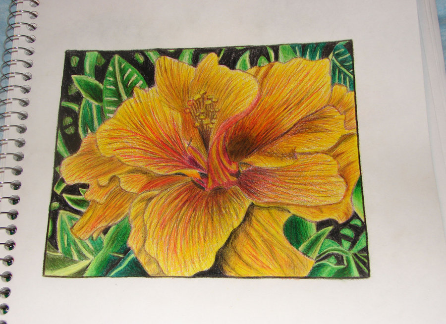 900x654 Flower Colored Pencil Practice By Yobanda