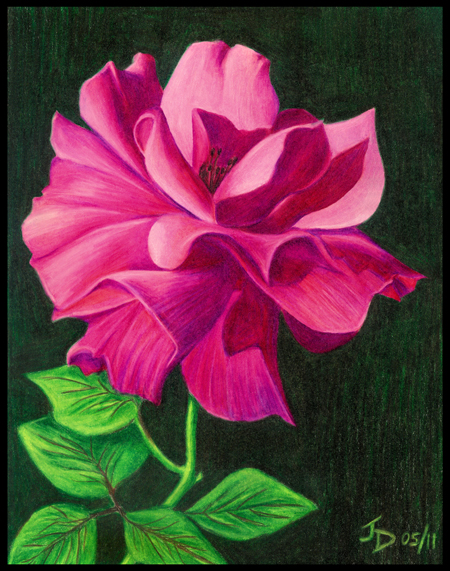 450x571 Flowers Drawings In Colored Pencil