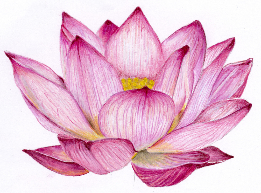 1081x800 Lotus Flower Colour Drawing Image Lotus Colour Pencil
