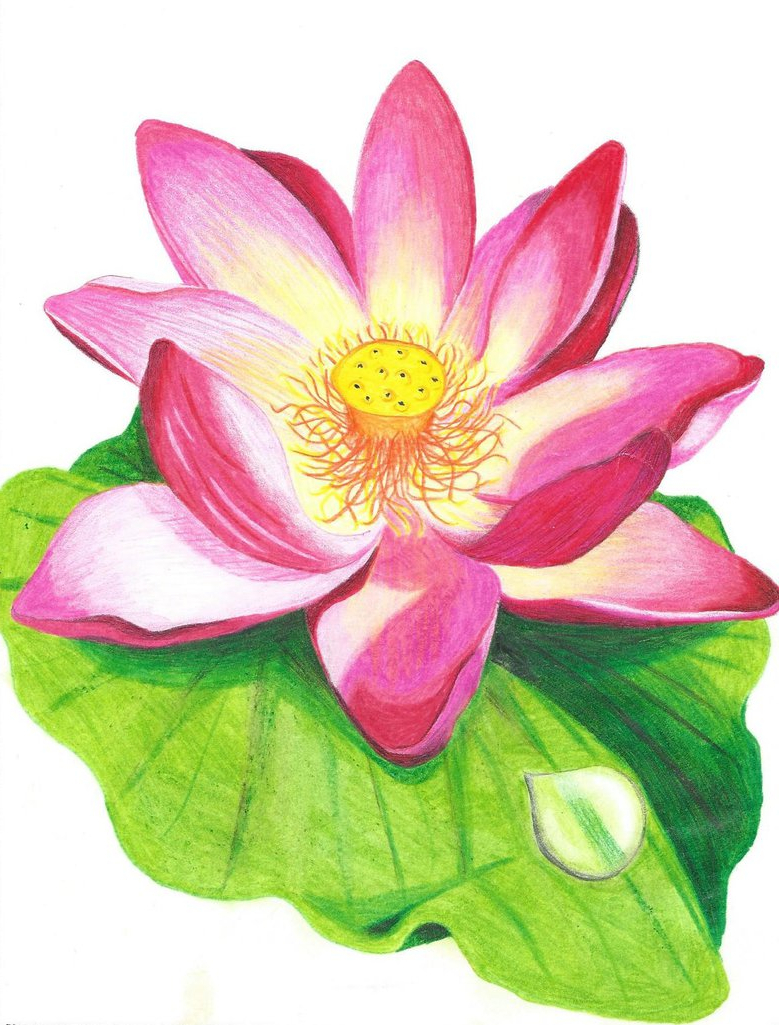 779x1025 Lotus Flower Colour Drawing Image Lotus Flower With Colored Pencil