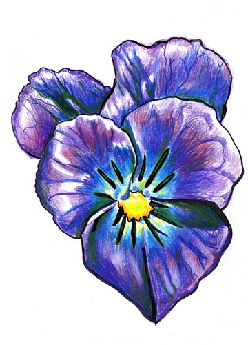360x500 Original Colored Pencil Drawing Of A Flower Kloganart On Artfire