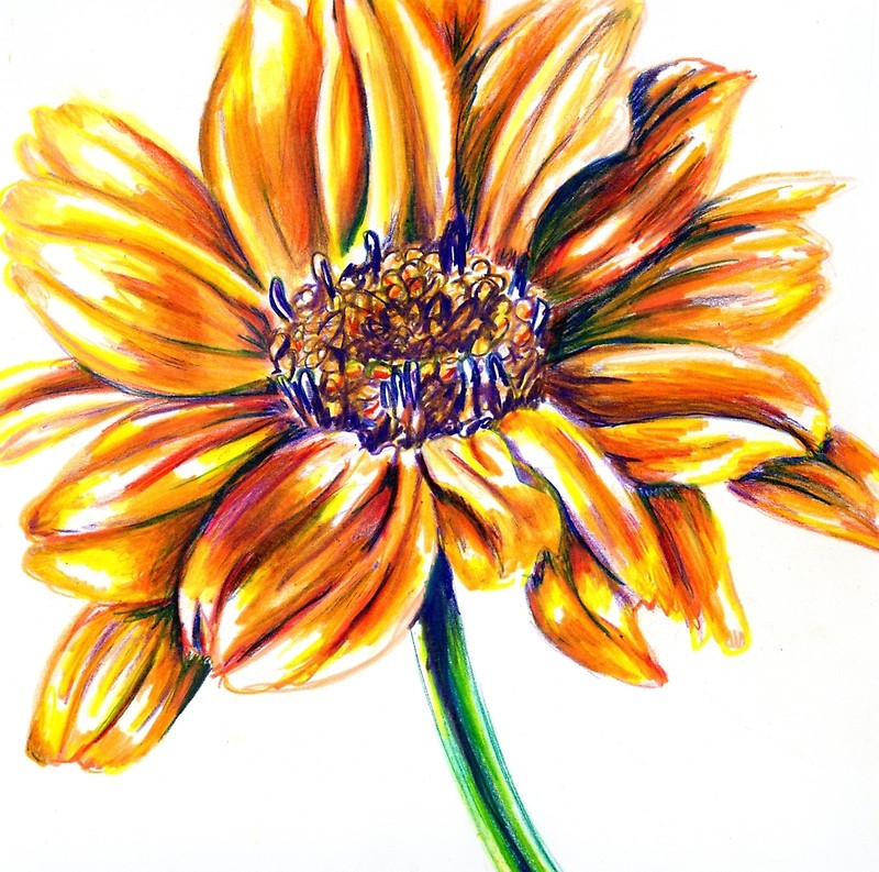800x793 Yellow Flower Colored Pencil Drawing Photographic Prints By