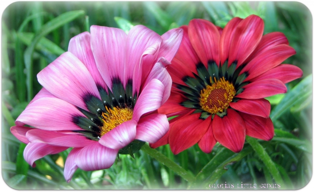 1024x627 Colour Pencil Drawing Of Flowers Colored Pencil Flowers Related