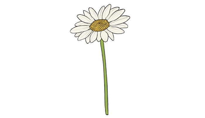 700x404 How To Draw Flowers The Innocent And Cheerful Daisy