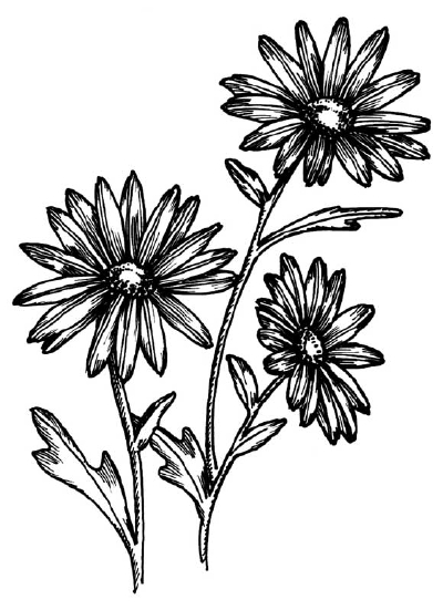 400x551 How To Draw A Daisy Howstuffworks