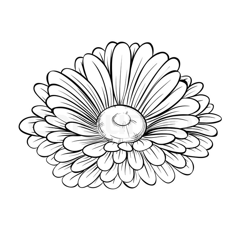 800x800 Beautiful Monochrome Black And White Daisy Flower Isolated