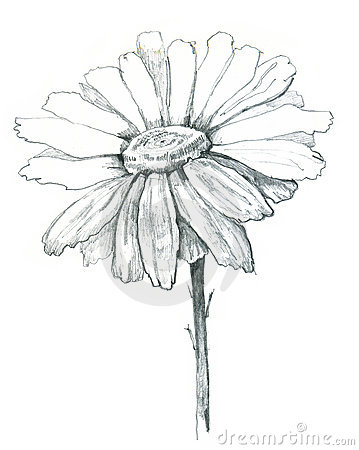 359x450 Daisy Draw Royalty Free Stock Image