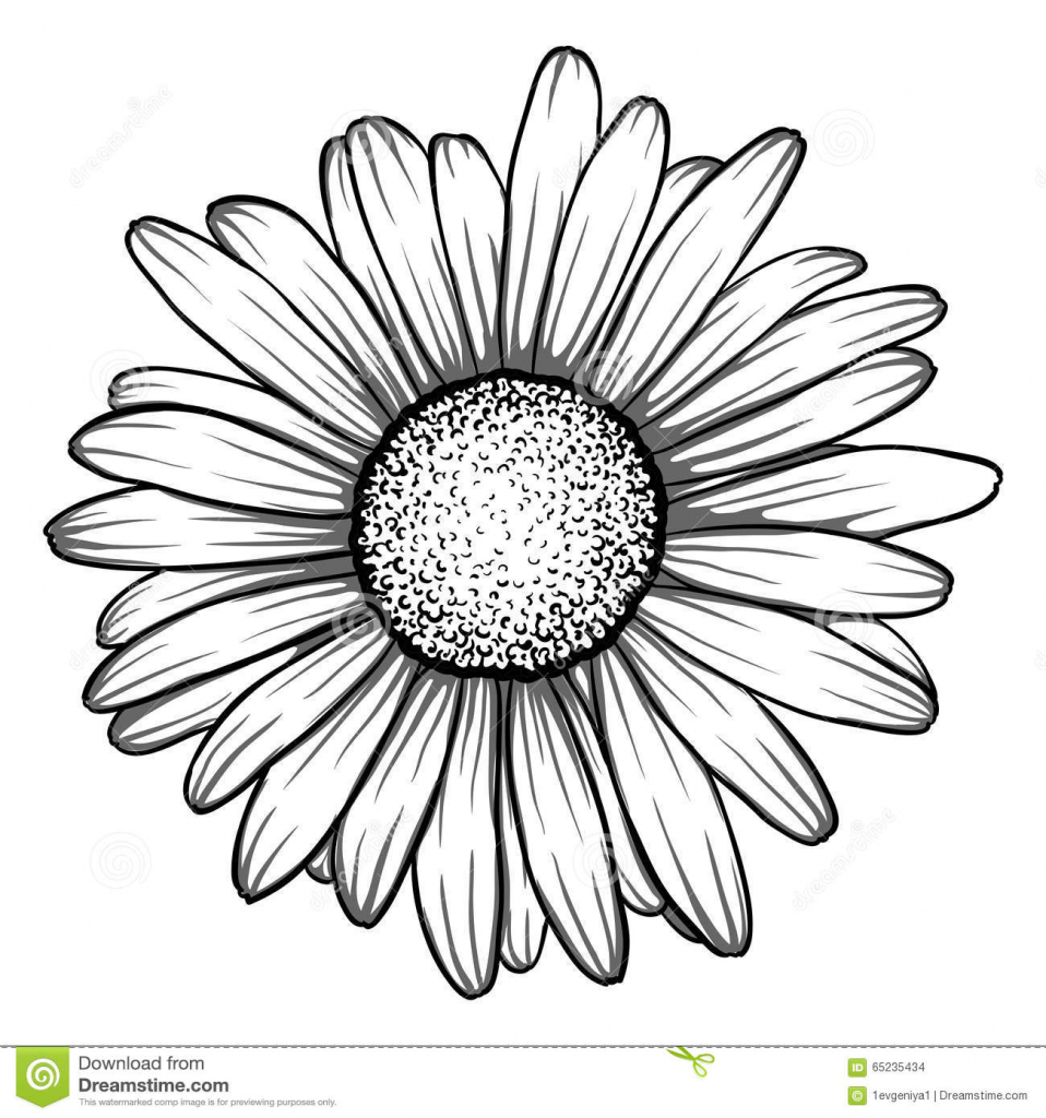958x1024 Drawing Of A Daisy Simple Daisy Drawing Illustration Of Petal