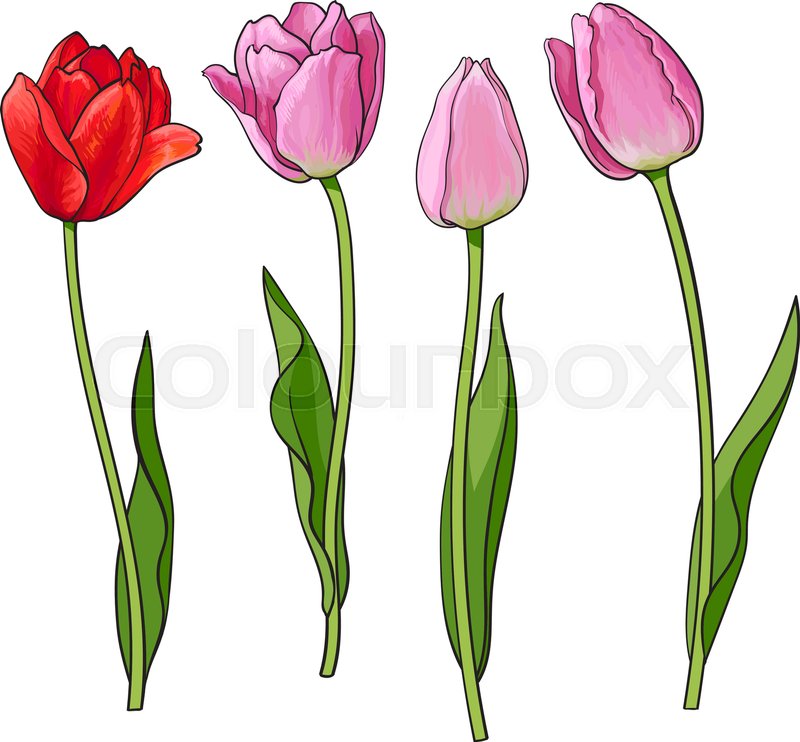 800x742 Hand Drawn Set Of Side View Red, Pink Open And Closed Tulip Flower