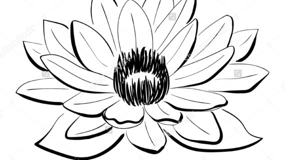 570x320 Lotus Flower Drawing Black And White Vector Black And White Lotus
