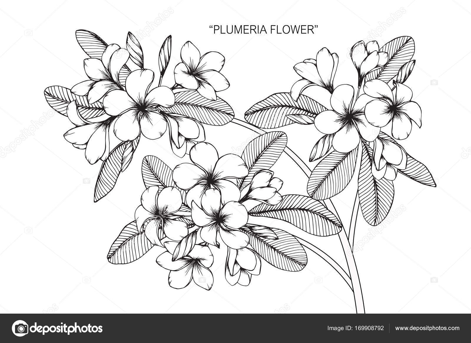 1600x1167 Plumeria Flower. Drawing And Sketch With Black And White Line Art