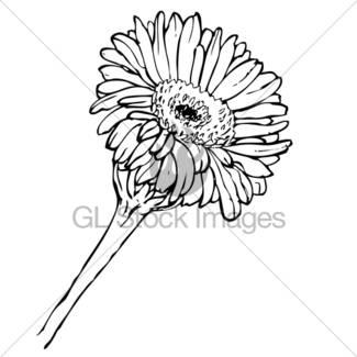 325x325 Vector Hand Drawing Black And White Tulips Flowers Gl Stock Images
