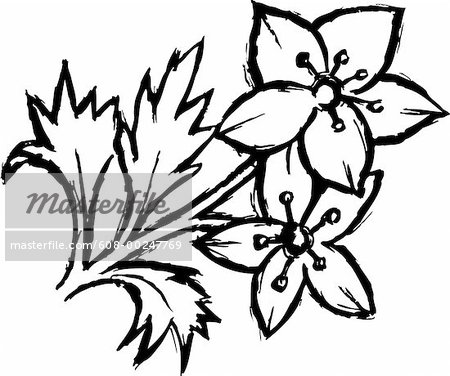 450x376 Black And White Pictures Of Flowers To Draw Black And White Flower