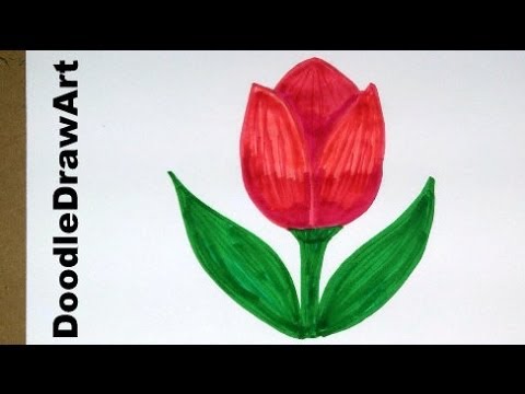480x360 Drawing How To Draw Cartoon Tulip Flower