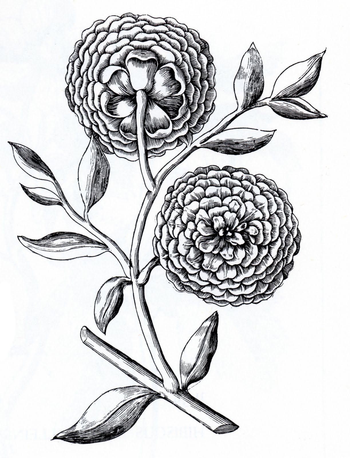 1223x1600 Flowers Black And White Drawing Clipart Best Drawings ~ Loversiq