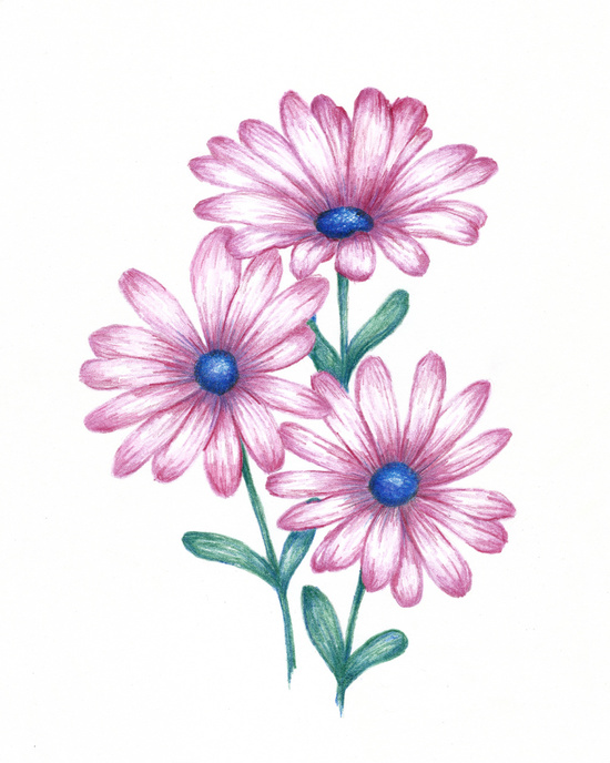 550x688 Flowers For Gt Daisy Flower Drawings With Color Painting