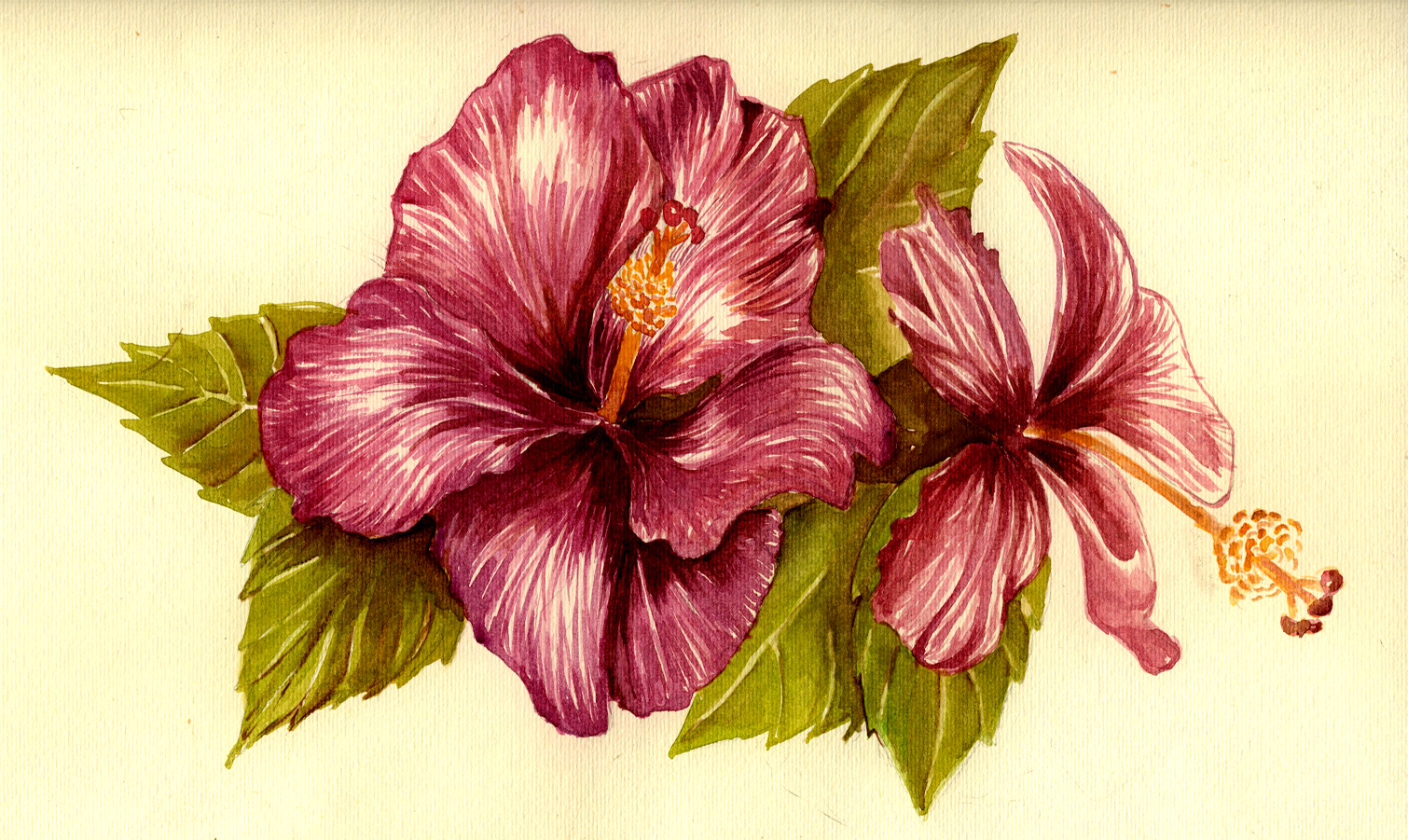 1510x901 Hibiscus Flower Drawing Color Hibiscus Flower By Gloriana