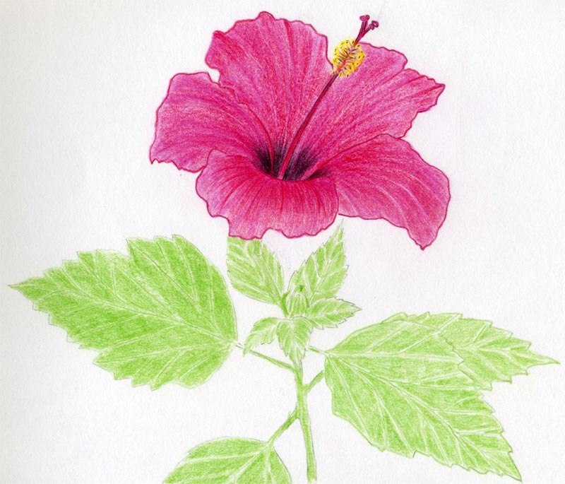 800x685 Hibiscus Flowers Drawing Tutorial