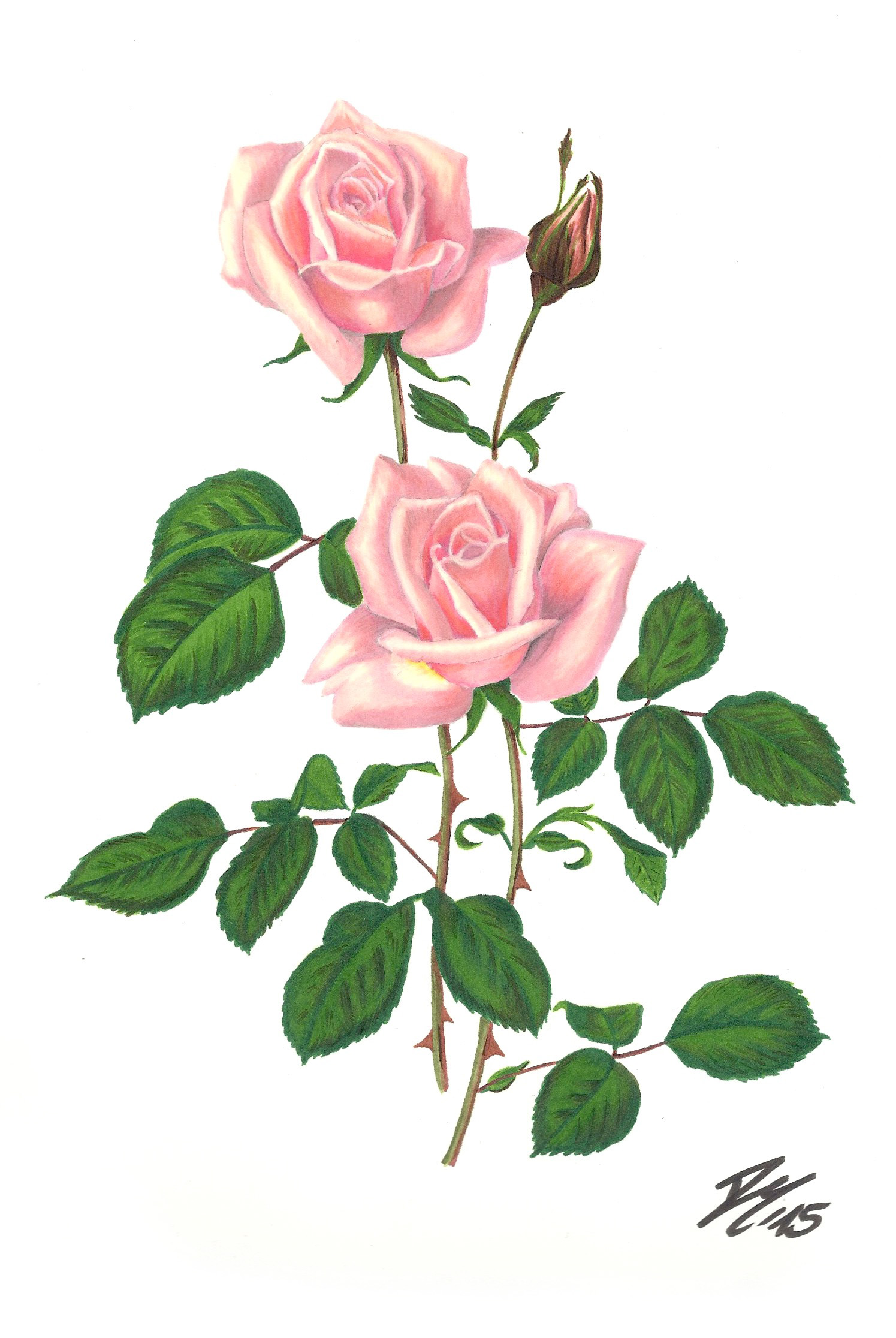 1495x2232 Roses Flower Drawing Color