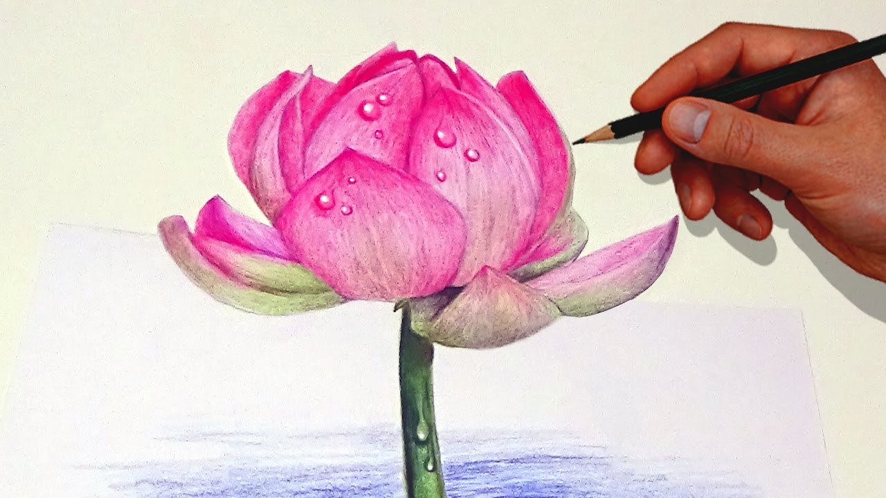 1280x720 Drawing A Lotus Flower With Simple Colored Pencils