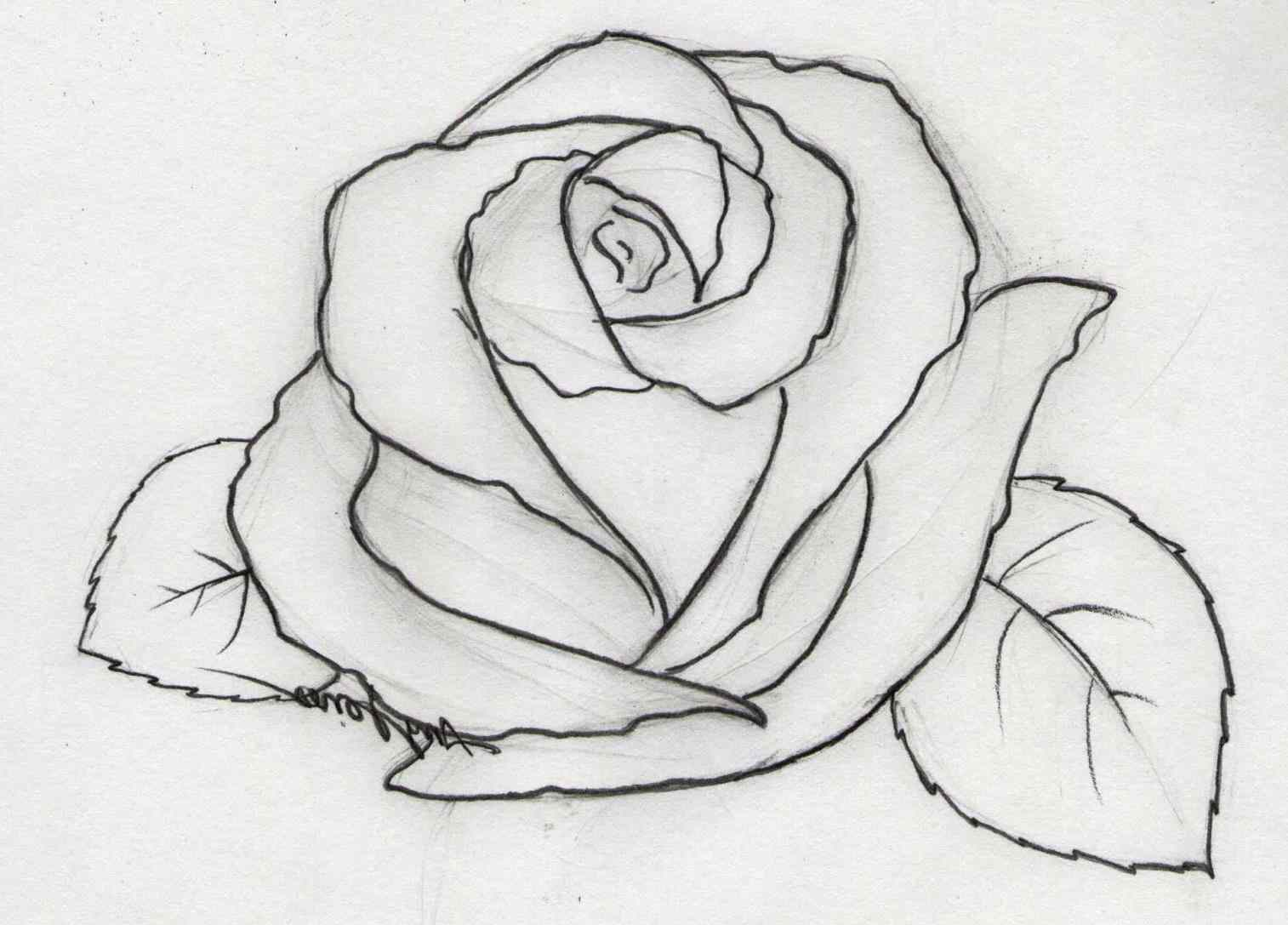 1514x1087 Pencil Drawings Easy Flowers Easy Rose Flower Drawings In Pencil