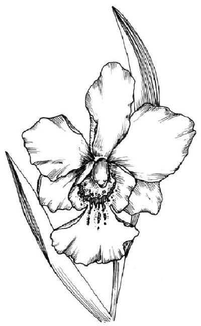 400x649 How To Draw An Orchid Howstuffworks