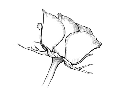 497x383 How To Draw A Flower Sharenoesis