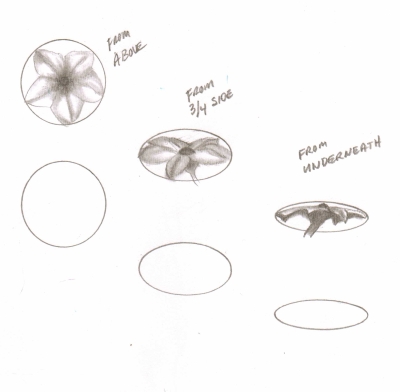 400x392 Pencil Flower Drawing, Step By Step Drawing Guide For Beginners.